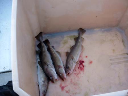 Færøerne 154 Fisketur aftensmad