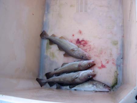 Færøerne 155 Fisketur aftensmad