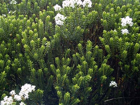 Færøerne 206 Plante Torshavn