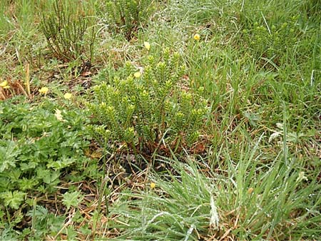 Færøerne 207 Plante Torshavn