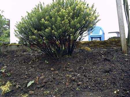 Færøerne 210 Plante Torshavn