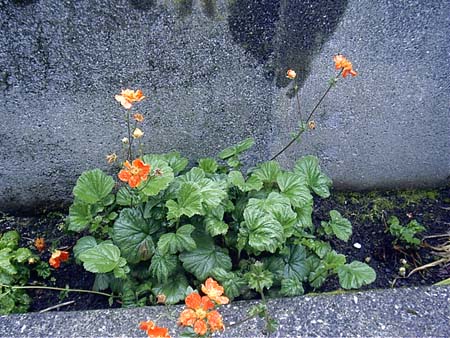 Færøerne 213 Plante Torshavn