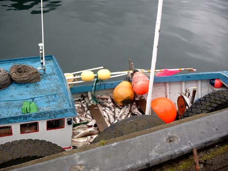 Færøerne 378 Eysturoy Lervik