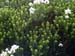 Færøerne 206 Plante Torshavn